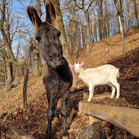 Chiusa di PesioIduevagamondi - Ospitalita Rurale Famigliare Di Montagna住宿加早餐旅馆 外观 照片